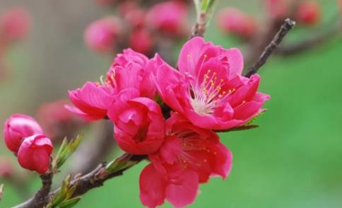 取名字大全女孩生辰八字起名精选1600个