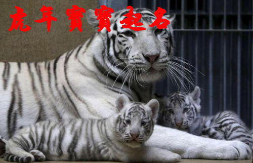 虎宝宝取名大全2022款