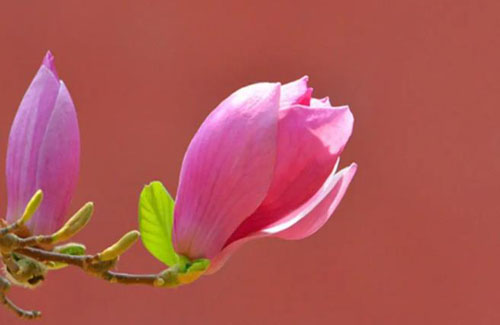 张姓诗经中最唯美的名字1100个